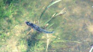 Threespined stickleback and fry Gasterosteus aculeatus [upl. by Blainey795]