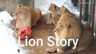 【旭山動物園】ライオン物語🦁Lion Story in Japan❄️The resilient lion family of Orito and Io living in a snowy zoo [upl. by Rosabel]