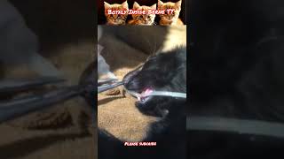 Blowfly extraction from cats nose part 0011022 cat pets [upl. by Jere71]