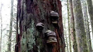 Fomitopsis officinalis the Agarikon [upl. by Epoillac]