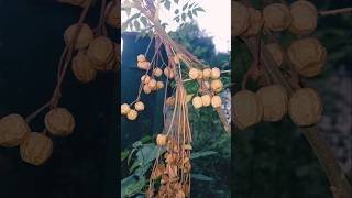 Chinaberry  Melia azedarach  Bead tree Neem Tree trees neem chinabarry nature beautiful [upl. by Ettennil]