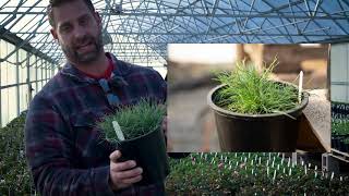 Festuca glauca Beyond Blue Blue Fescue Grass [upl. by Attenad]