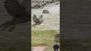 Chim cắt truy đuổi vịt chạy rất nhanh và thoát thân  Falcon chasing duck [upl. by Yeoj]