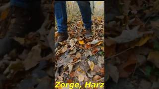 Herbstwanderung in Zorge Harz Short [upl. by Thorman]