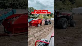 Descargando La HARVEST de AVELLANAS farming camping agriculture frutas satisfying [upl. by Nalod]