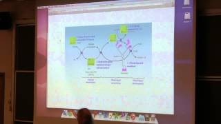 Aherns BB 350 at OSU  29 Citric Acid Cycle [upl. by Sanborn]