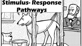 Stimulus Response Pathway [upl. by Aline985]