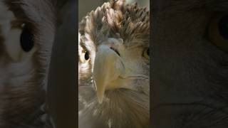 Close up of a Golden Eagle looking straight ahead shorts [upl. by Ynattir]