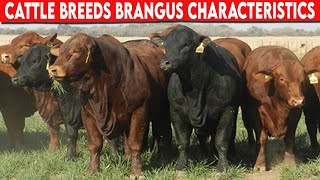 ⭕ Cattle Breeds Brangus Characteristics ✅ Brangus Cattle  Bulls [upl. by Lorilee]