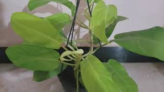 Ep 66 Philodendron Erubescens Philodendron Gold care and propogation [upl. by Willman]