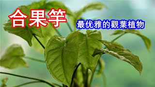 最耐看的观叶植物長什麽樣？合果竽如何養護和管理？Syngonium podophyllum [upl. by Brendin]