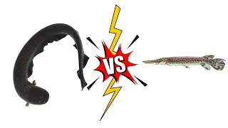 Electric Eel vs Alligator Gar [upl. by Nonnaer]