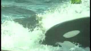 Killer Whale attacks Whale Shark [upl. by Notxed14]