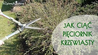 Jak ciąć pięciornik krzewiasty [upl. by Ainnat383]