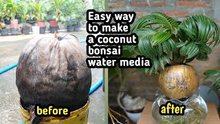 HOW TO MAKE A COCONUT BONSAI USING WATER AS MEDIA [upl. by Kizzee958]