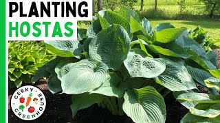 Planting Hostas and All About The Plantain Lily  Geeky Greenhouse [upl. by Florry]