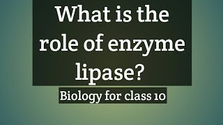 What is the role of enzyme lipase [upl. by Aniraad428]