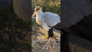 Secretary bird facts  Secretary bird vs Snake birds shorts [upl. by Hatty195]