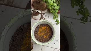 🌱Jade plant कैसे लगाए🪴Jade plant soil mixture luckyplant🥰 homegardening ytshots viralshorts [upl. by Ranger158]