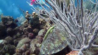 5 Gorgeous Turtle 30 sec Gibsons Bight Roatan Honduras [upl. by Wills]