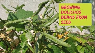 From Seed to Dolichos beans easy way to grow Dolichos on terrace garden [upl. by Kirit]