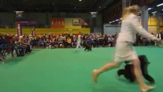 CRUFTS 2017 MINIATURE POODLES BITCH CC [upl. by Terrijo612]