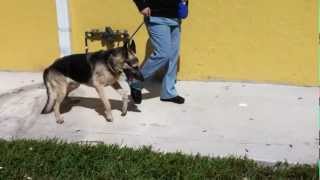 German Shepherd with Wobbler Syndrome  Two Engine Gait [upl. by Esinal]