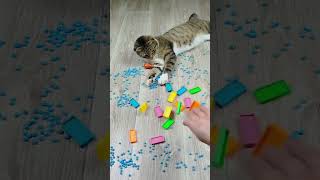 🔵 Domino 🔷 Cats 🐱 Reverse Video ASMR [upl. by Pauline]