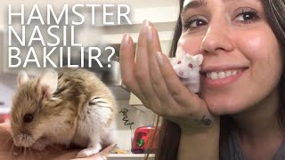 HAMSTER NASIL BAKILIR  MİSKİNİN ANISINA [upl. by Verena530]