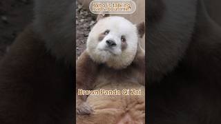 Brown panda Qi Zai Why are you so funny [upl. by Mill]