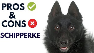 Schipperke Dog Pros and Cons  Schipperke Advantages and Disadvantages AnimalPlatoon [upl. by Kcolttam]