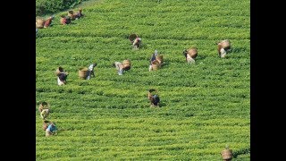 kericho in Kenya  tea plantations highlands west of the Kenyan Rift Valley [upl. by Nohsyar]