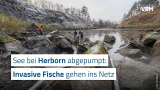 See bei Herborn abgepumpt Invasive Fische gehen ins Netz [upl. by Adiel335]