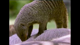 A Free Lunch for Banded Mongooses  Bands on the Run  BBC Earth [upl. by Nomrah]