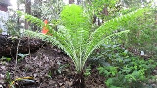 Growing Ostrich Fern [upl. by Filberto]