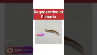 regeneration of planaria real life  how do organisms reproduce class 10 biology learn class10 [upl. by Madelene66]