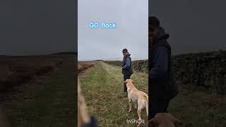 LIKE GREYHOUNDS gundog dog puppy dogtraining gundog funny happy backbritishfarming doglife [upl. by Ecinue]