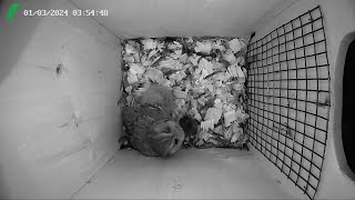 Screech Owl nest box Florida LIVE STREAM [upl. by Eerised589]