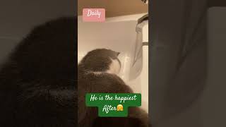 Watching water drip drops 💦 shortsfeed catcare petstory cute [upl. by Ahsenwahs]