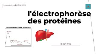 Comprendre et interpréter lélectrophorèse des protéines [upl. by Belinda345]