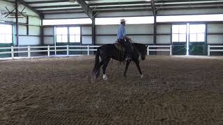 Intro to start Riding in the Hackamore  Horse Training [upl. by Koral]