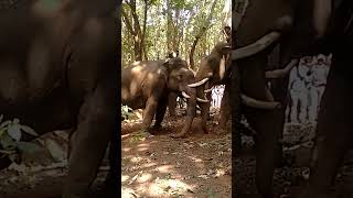 Wild elephant fight 4 kumki part 2 [upl. by Nylareg550]