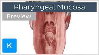 Pharyngeal Mucosa preview  Human Anatomy  Kenhub [upl. by Waldos]