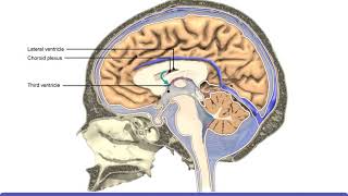 Detailed Animation on Circulation of CSF [upl. by Harraf]