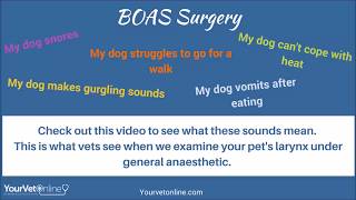 Why My Dog Cant breathe  Brachycephalic Airway Syndrome [upl. by Cohlette]