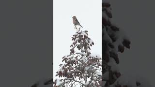 Whitewinged crossbill bird shorts [upl. by Cristie]