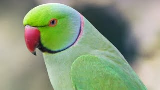 Roseringed parakeetbirdsLoveparrot [upl. by Rutledge]