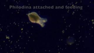 Philodina Rotifer Life Cycle [upl. by Ellenwahs]