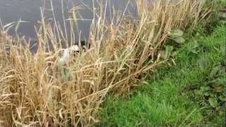 Gundog Training English Springer Spaniel hunting in water [upl. by Lili773]