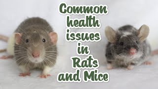 The most common health issues in Rats and Mice [upl. by Faxon913]